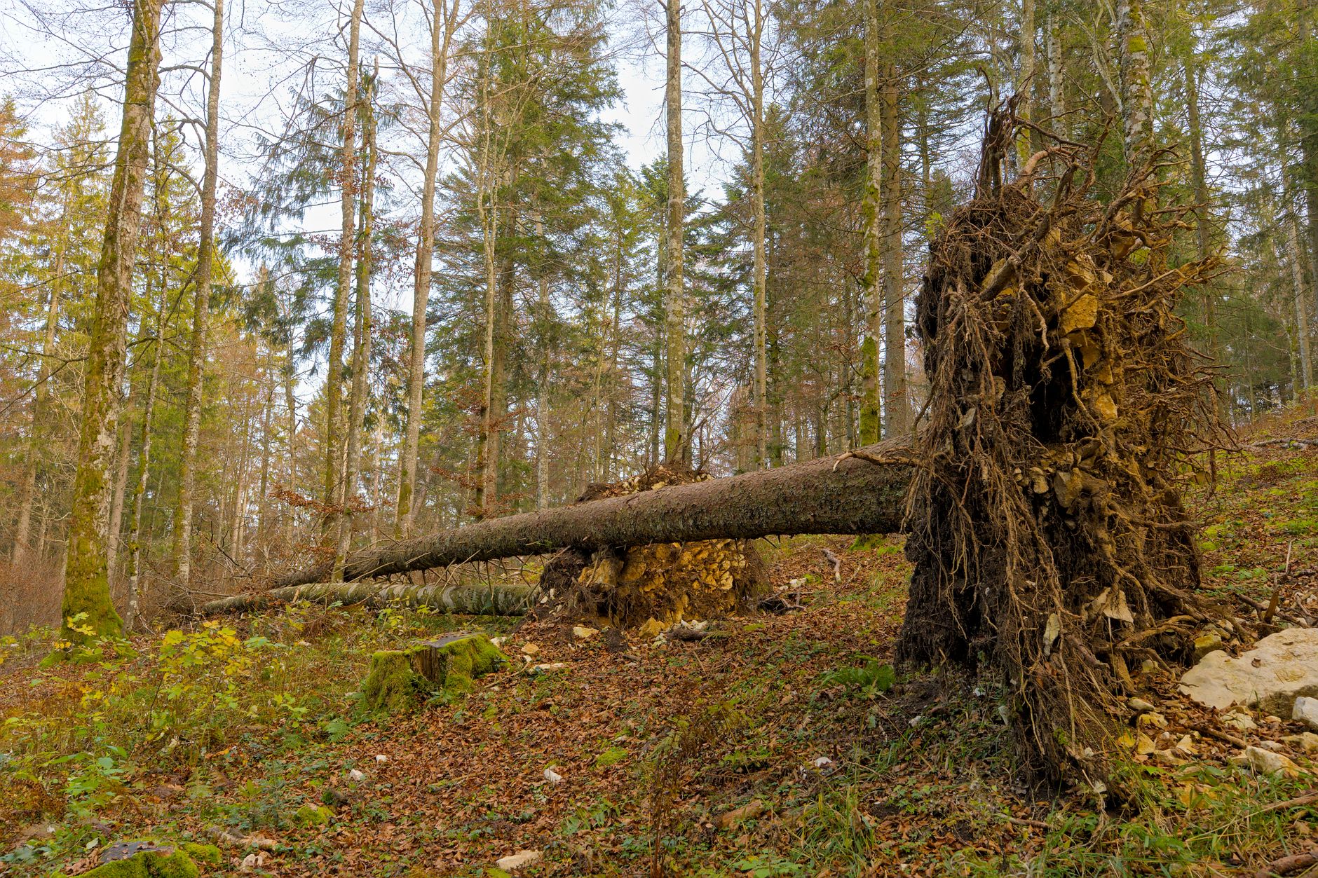Enlèvement arbre urgence à Vanves